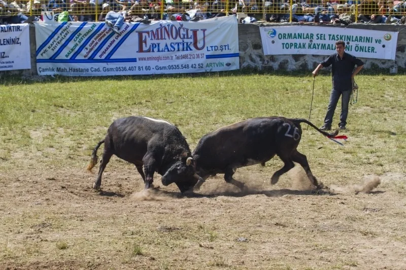 Bullfighting Oil Wrestling