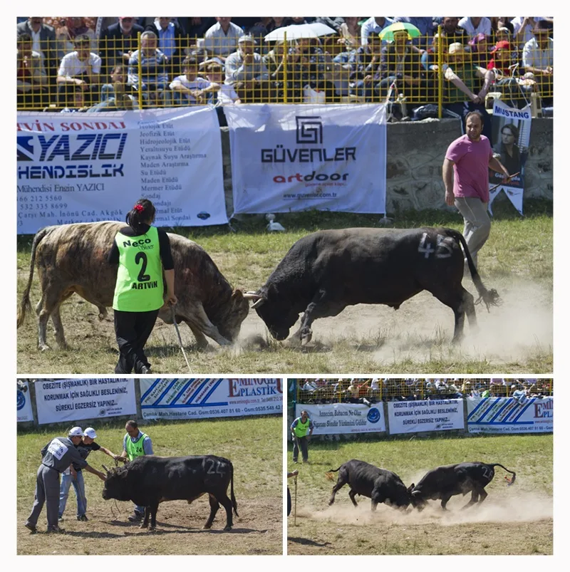 Bullfighting Oil Wrestling