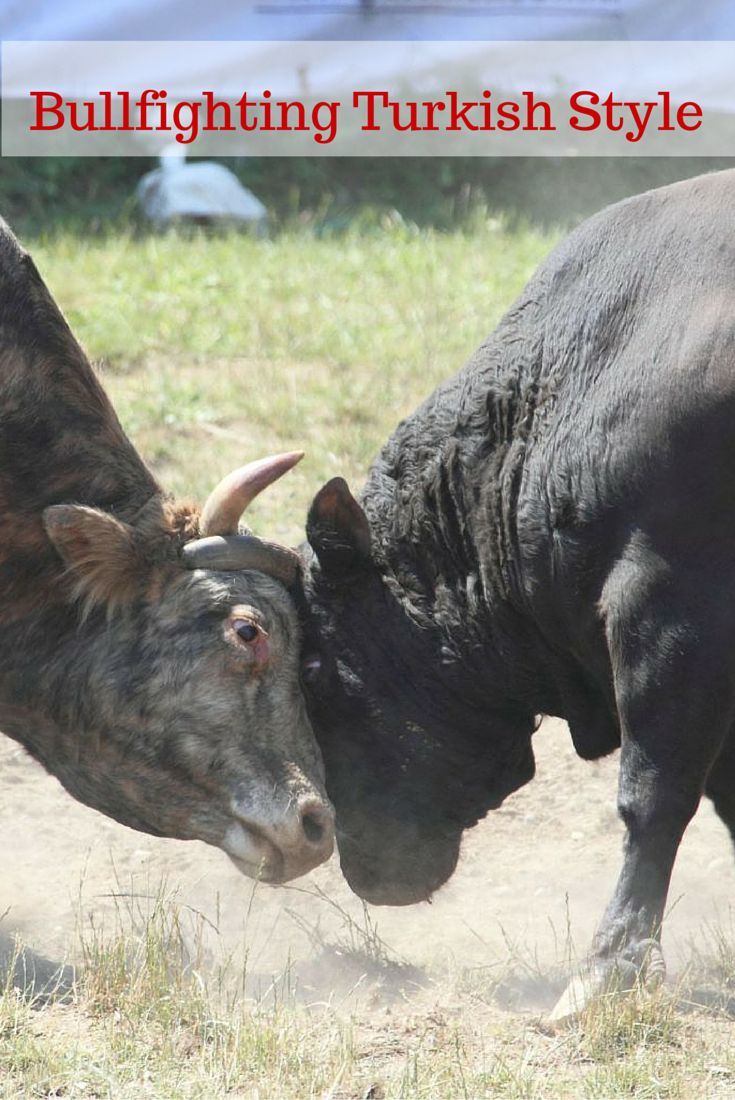 Bullfighting in Turkey