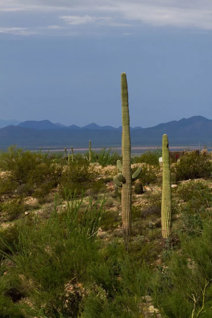 Deadly or Delicate? Exploring the Sonora Desert