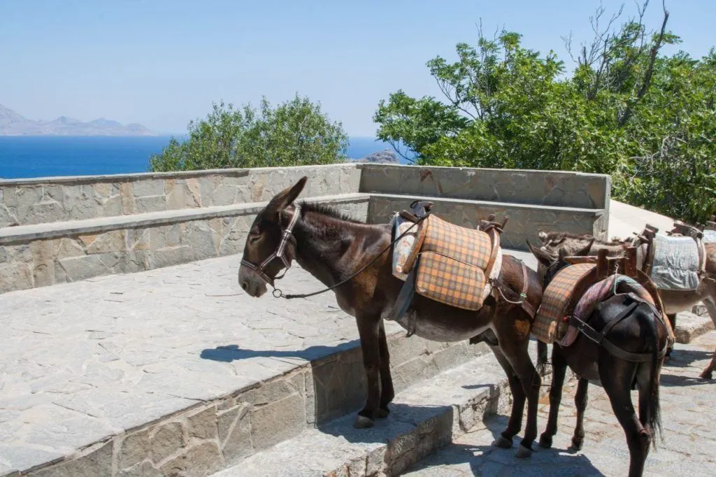 Saddle donkeys waiting for there turn to carry tourists back down to the village.