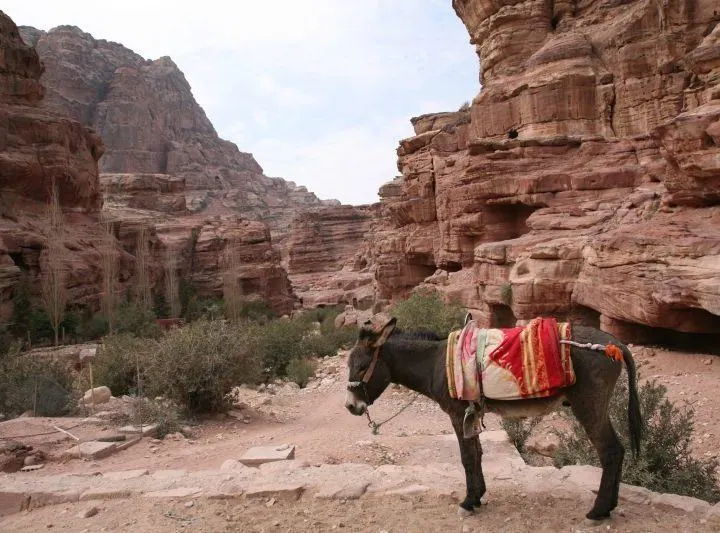 A lone donkey awaits a rider in Petra.
