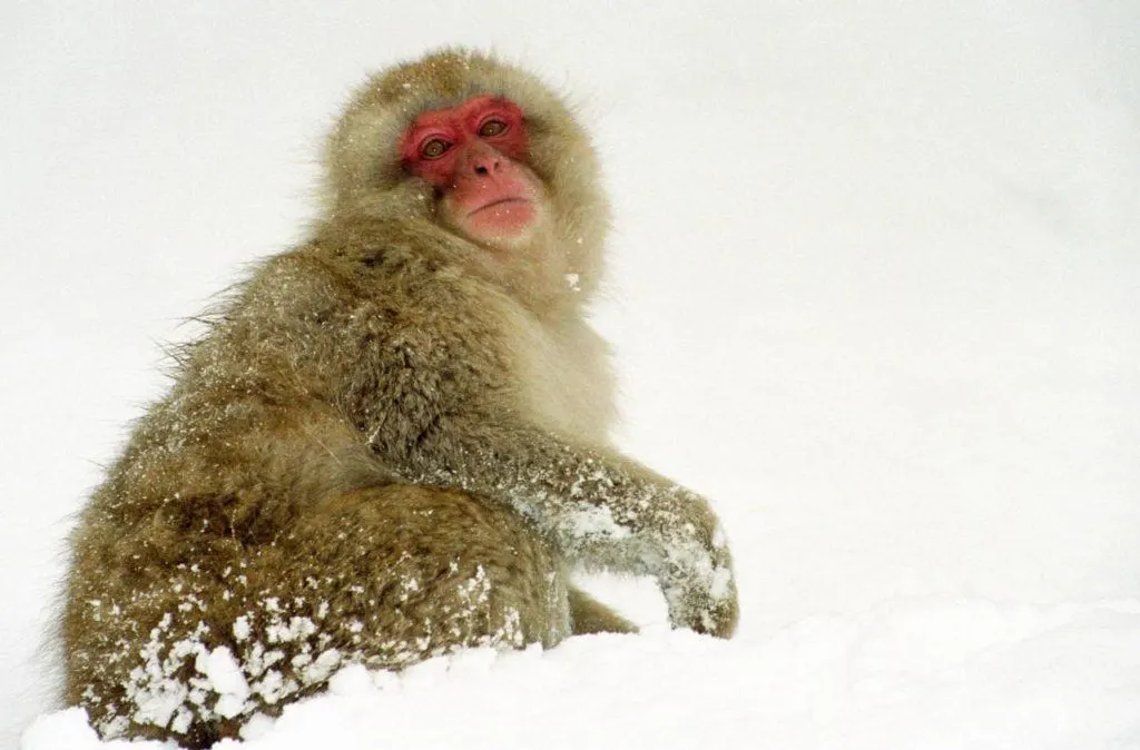 Snow monkey.