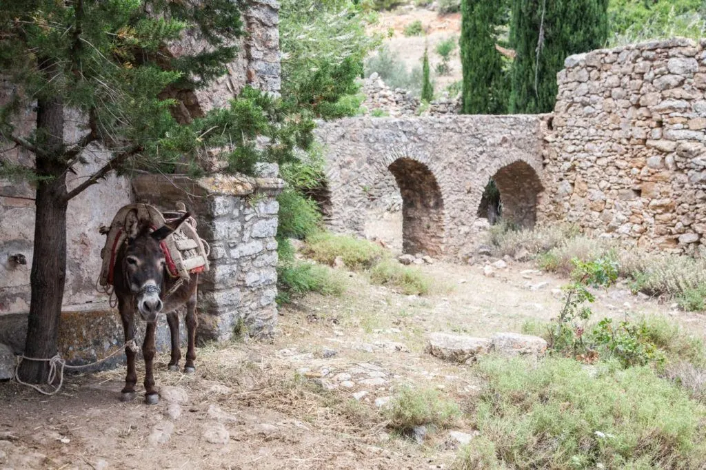 A saddled donkey stands in the shade on Chios.