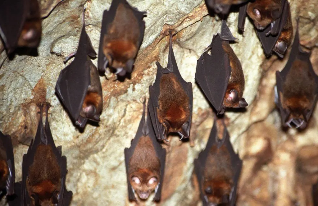Bats hanging from cave ceiling.