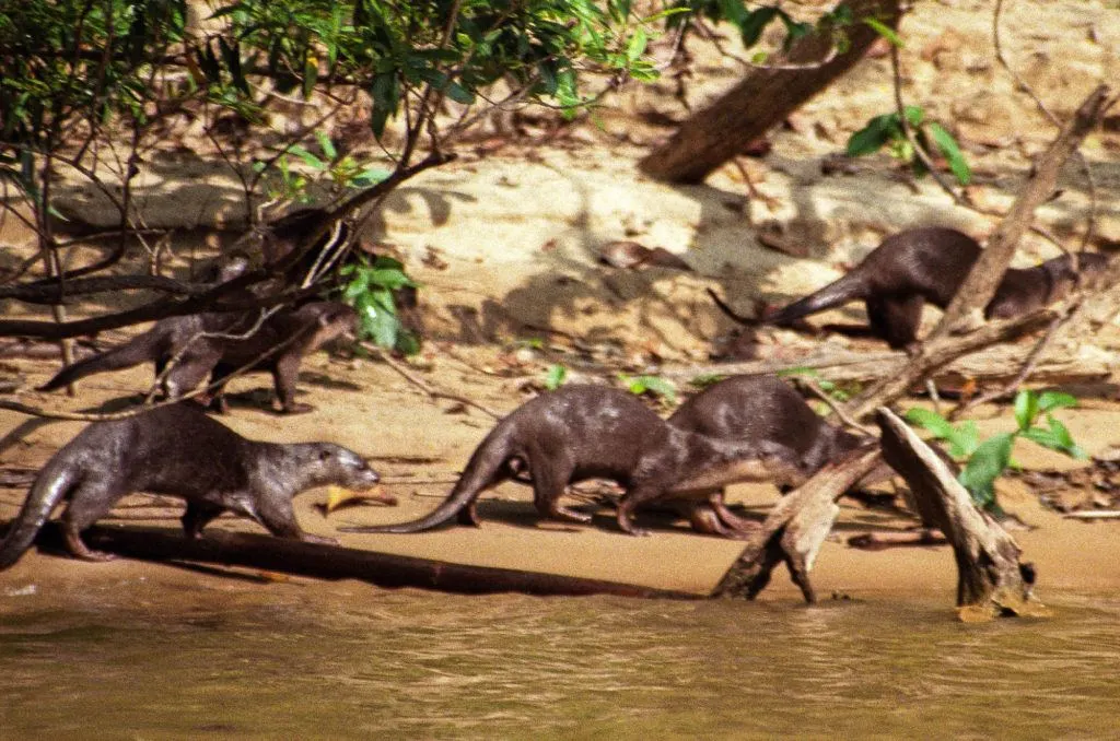 River Otters run along the shore as we boat down the river to the national park.