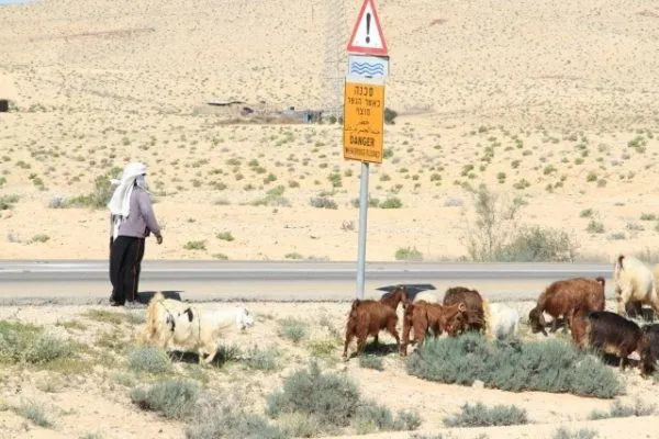 Goatherd with a flock of goats on an Israel road.