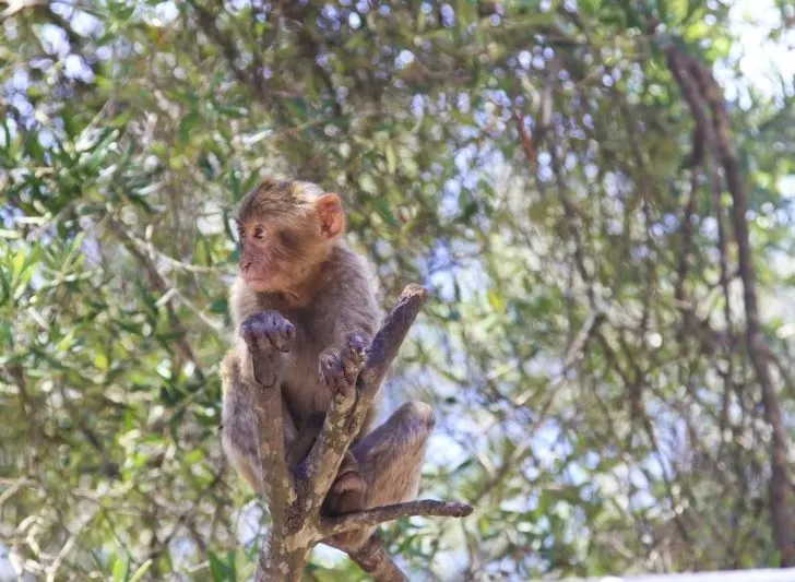 A young Barbary ape sits in a tree.