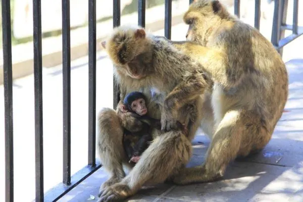 A mother with a baby sits while her mate grooms her.