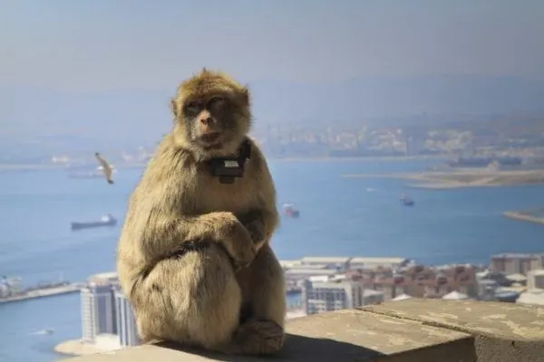 Barbary ape sitting high up on The Rock of Gibraltar.