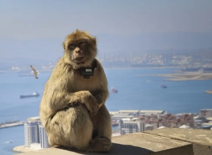 A Barbary Ape sits high up on the Rock of Gibraltar.