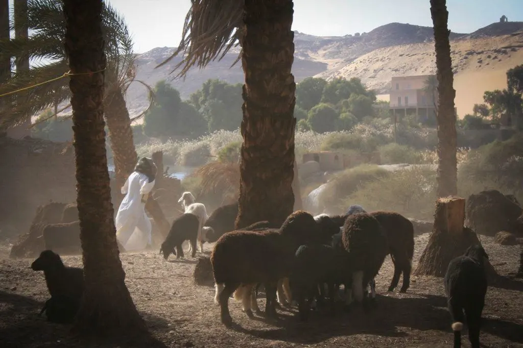 Nubian shepherds with their sheep on a windy day.