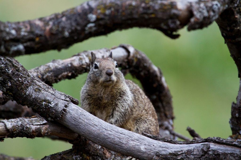 Yosemite wildlife viewing with a squirrel.