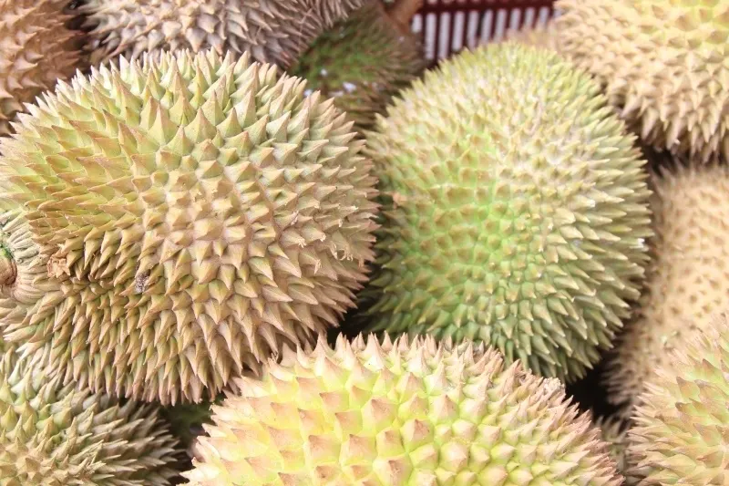 A pile of spiky fresh durian fruit.