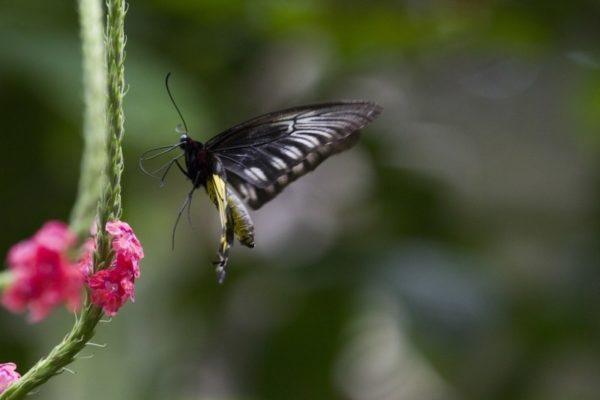 Closeup of butterfly landing on a flower.
