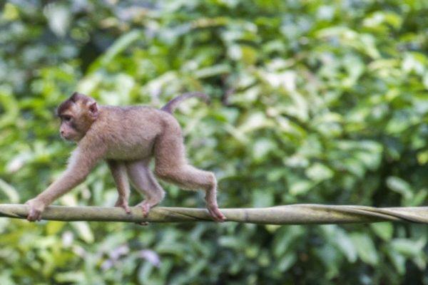 Small primate walking across a vine in Borneo.