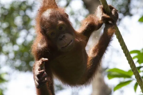 Borneo orangutan hanging on a rope.