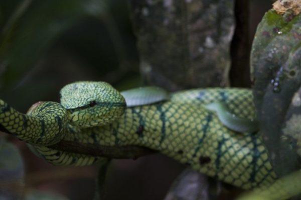 Up close and personal with a pit viper.