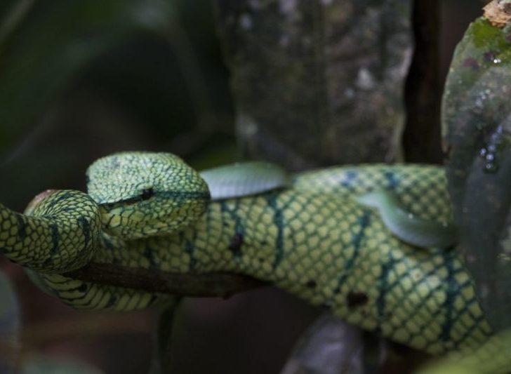 Wildlife of Borneo includes this colorful snake.