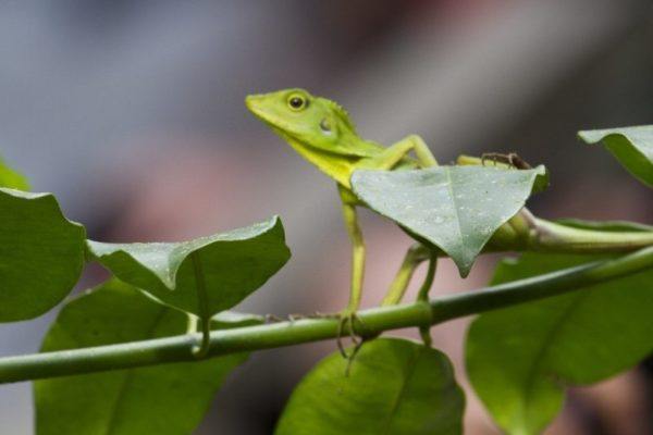 Bright green lizard walking on a twig in Borneo.