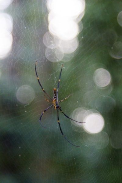 Spider in a web in Borneo.
