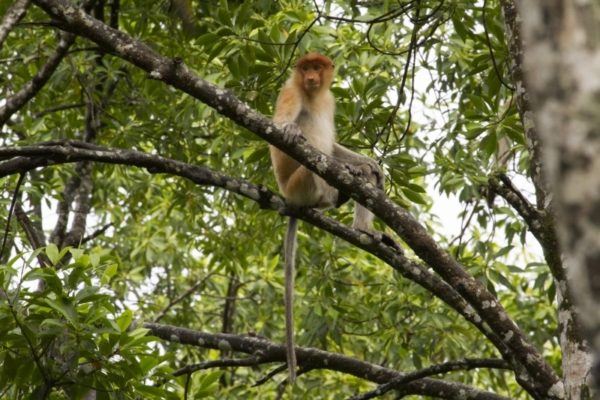 Proboscis monkey in a tree.