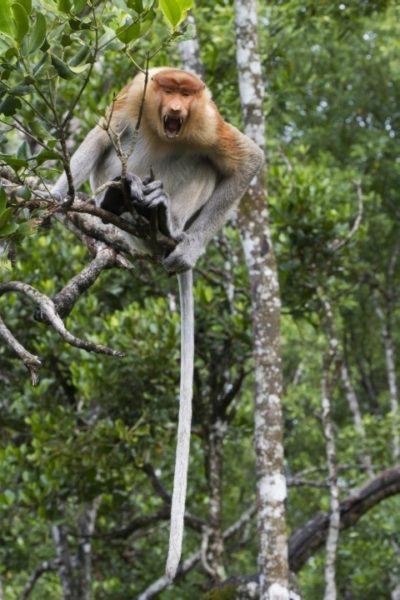 A male proboscis monkey howls at the visitors in Labuk Bay.