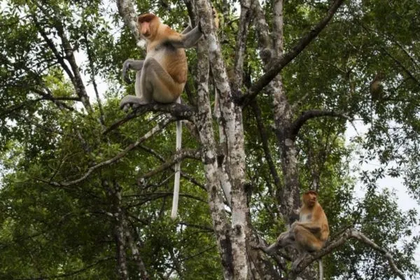 A pair of proboscis monkeys in a tree.
