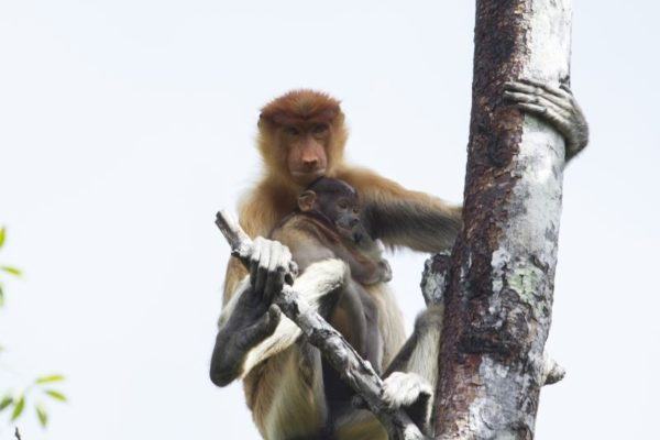 Female proboscis monkey with a baby in Labuk Bay.