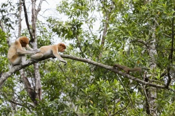 Young proboscis monkeys and a squirrel in a tree.
