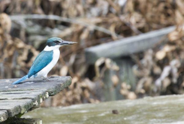 Blue and white kingfisher.