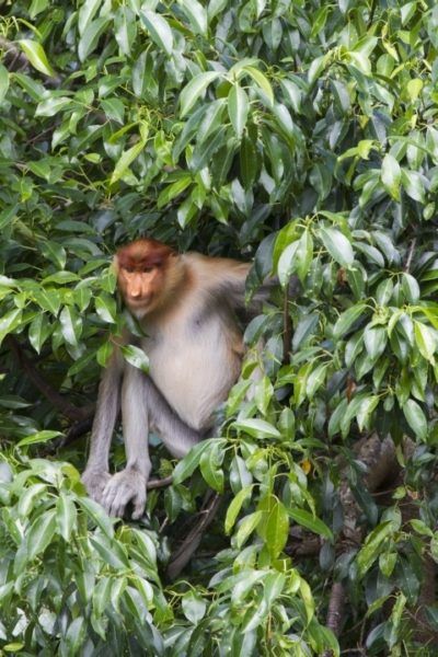 Proboscis monkey peers through the leaves of a tree.