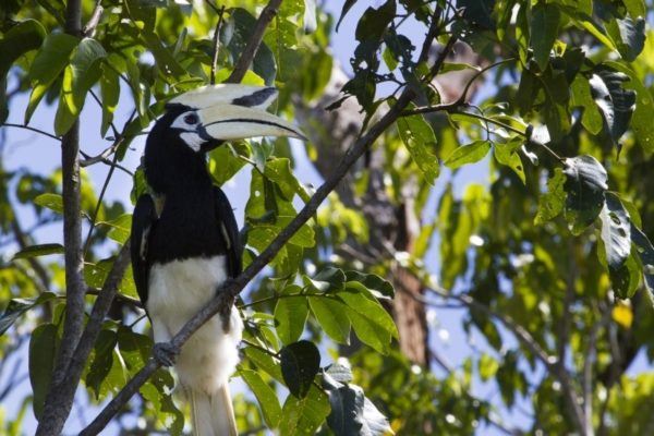 Black and white hornbill in the Borneo jungle.