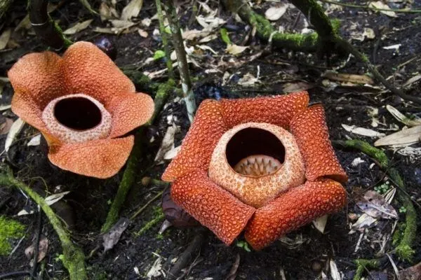 Closeup of two Rafflesia.
