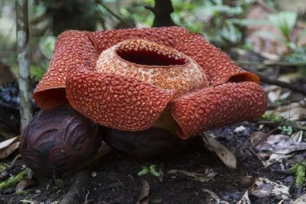 Closeup view of a blooming Rafflesia.