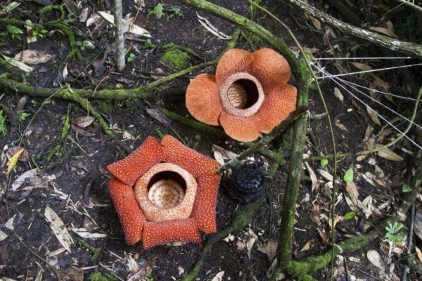 To Rafflesia bloom together.