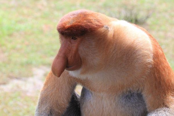 Closeup portrait of proboscis monkey.