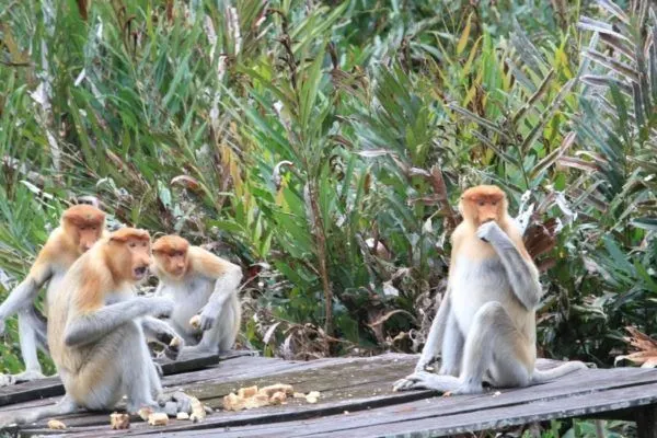 A troop of Proboscis monkeys at Labuk Bay.