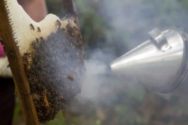 Smoking the bees during the honey harvesting process.