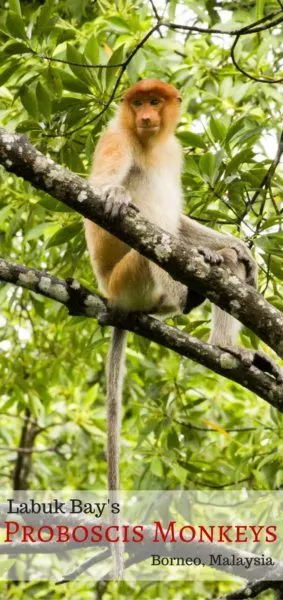 Proboscis monkey in a tree.