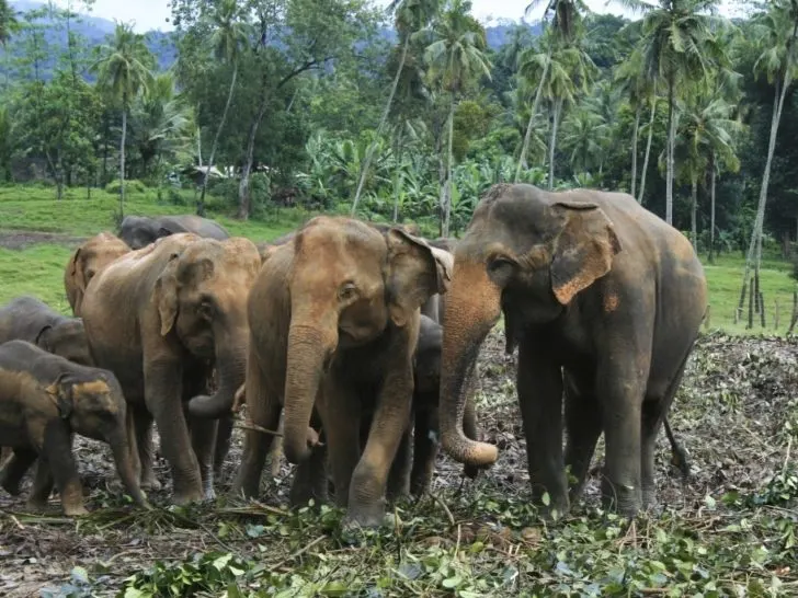 Elephant Orphanage in Sri Lanka.