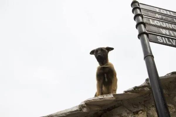 Dog on top of roof in Mostar.