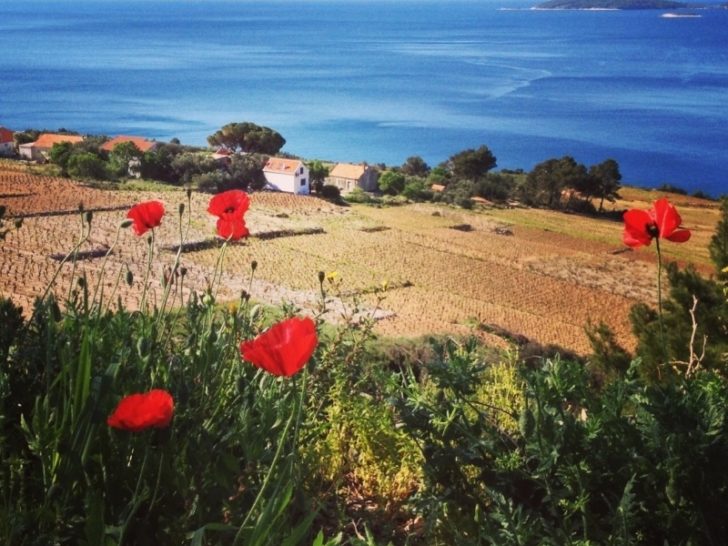 Beautiful blue Adriatic sea and popping red poppies.