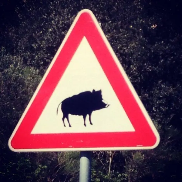Wild boar crossing sign.