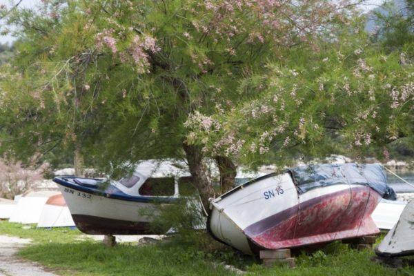 Old fishing boats sitting ashore under a tree.