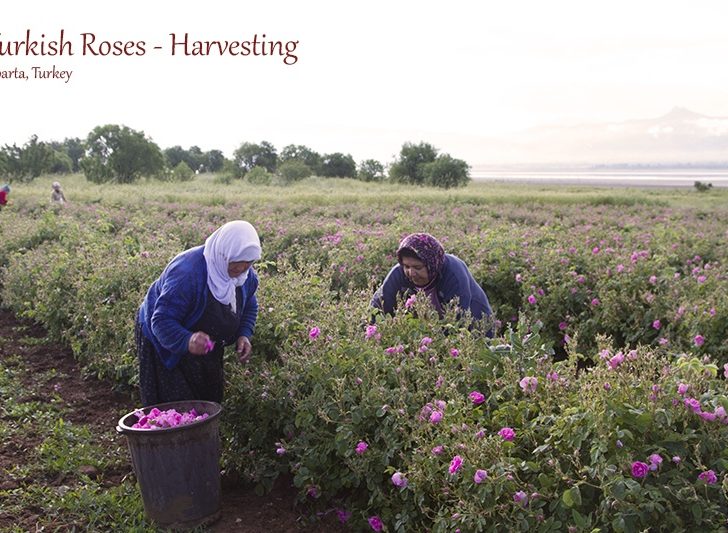 Women harvesting Turkish roses used to produce high quality essential rose oil.