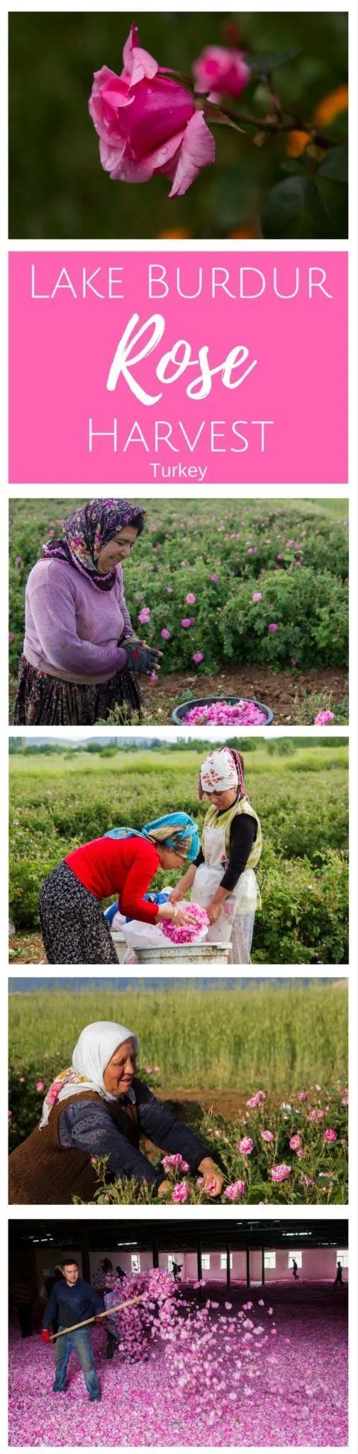 Every year the Turkish rose harvest takes over the area around Lake Burdur, and we got to help out! Click here to find out more!