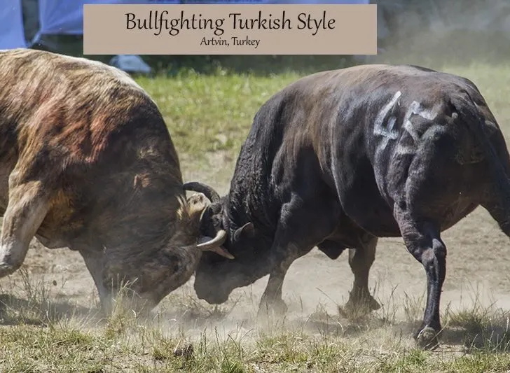 Bullfighting and Oil Wrestling Turkish Style in the Kackar Mountains.
