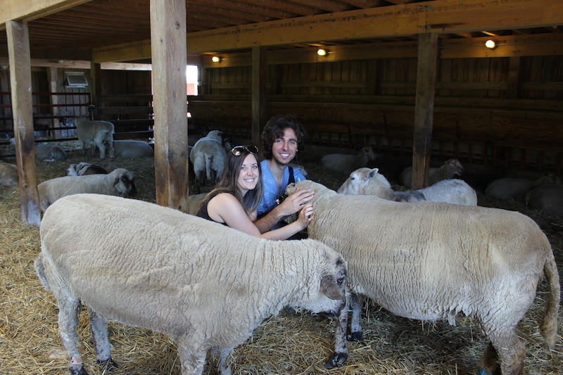 Justin and Lauren petting sheep.