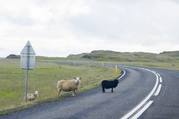 Watch out for sheep on the road when driving in Iceland.